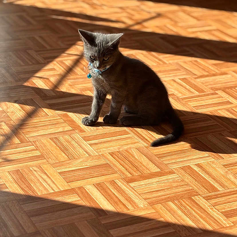 Tom participe au concours pour gagner de l'argent avec cette photo : abyssinian, accessories, animal, blackcat, cat, hardwood, indoors, interiordesign, kitten, manx, pet, plywood, stainedwood, strap, wood