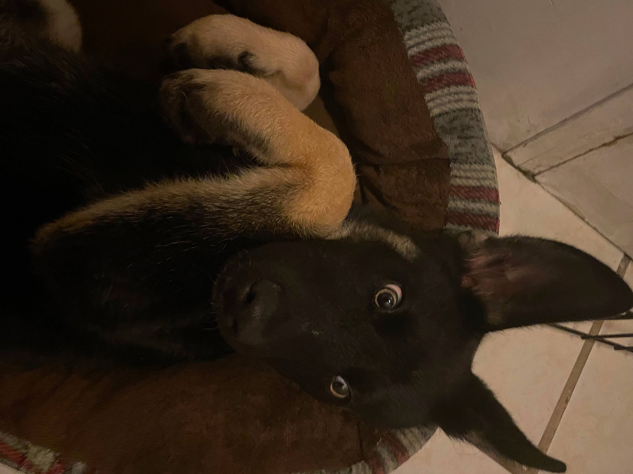 Charlie is registered to the contest to win money with this photo: black_cat, canidae, carnivore, comfort, dog_breed, ear, fashion_accessory, felidae, fur, gesture, grey, small_to_medium_sized_cats, snout, sporting_group, tail, terrestrial_animal, whiskers, working_animal, wrinkle, wrist