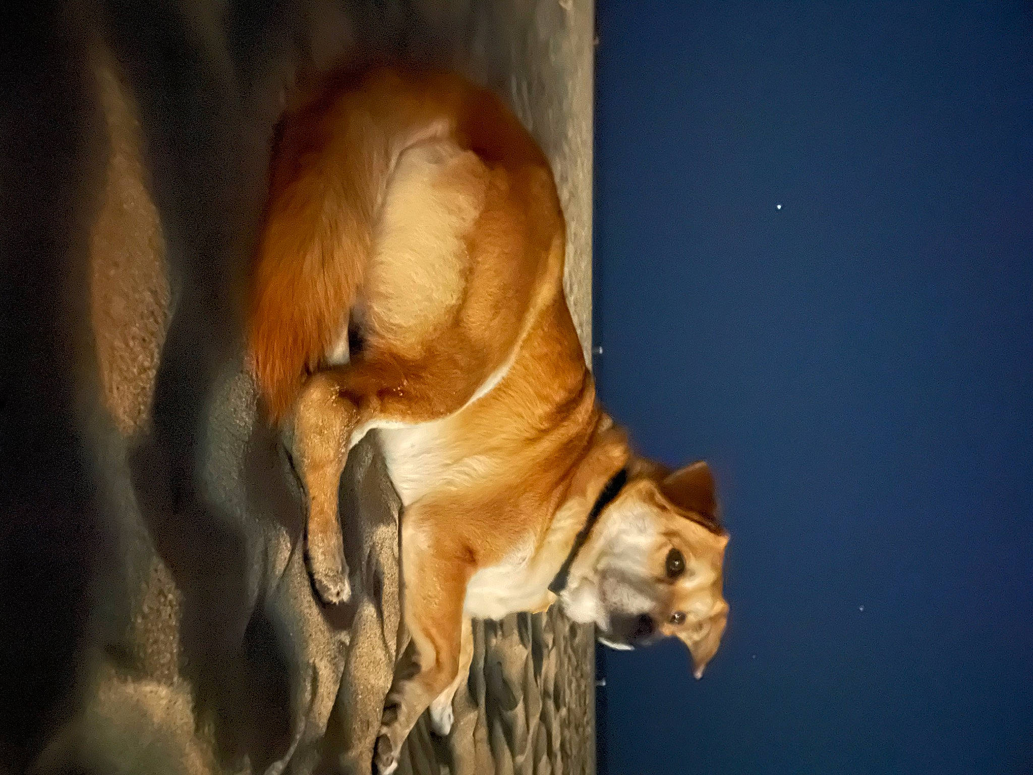 Chuck joined the competition — help win amazing prizes! canidae, carnivore, claw, comfort, companion_dog, dog, dog_breed, fawn, felidae, fur, hardwood, non_sporting_group, paw, small_to_medium_sized_cats, sporting_group, tail, whiskers, wildlife, window, wood