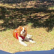 Alya a rejoint le concours — aidez-le/la à gagner de superbes lots ! dog, cavalier_king_charles_spaniel, outdoor, grass, sunlight, shadow, pet, animal, canine, red_harness, relaxed, lying_down, nature, daylight, fur, mammal, cute, calm, resting, summer