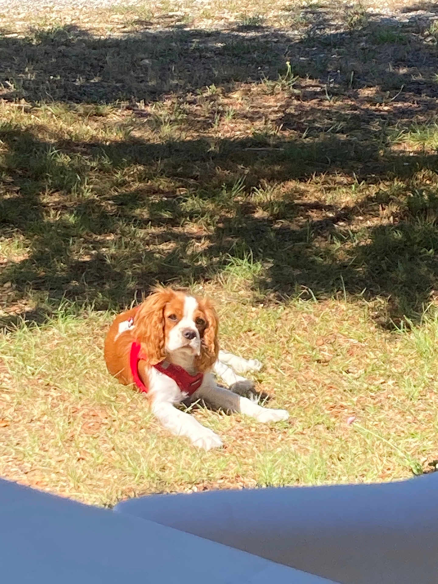 Alya a rejoint le concours — aidez-le/la à gagner de superbes lots ! dog, cavalier_king_charles_spaniel, outdoor, grass, sunlight, shadow, pet, animal, canine, red_harness, relaxed, lying_down, nature, daylight, fur, mammal, cute, calm, resting, summer