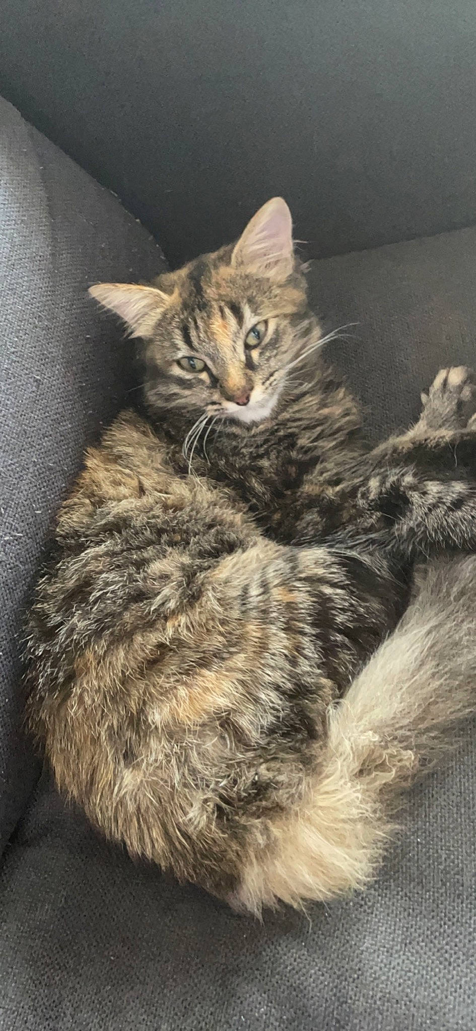 Princesse participe au concours pour gagner de l'argent avec cette photo : carnivore, cat, claw, domestic_short_haired_cat, felidae, fur, paw, sitting, small_to_medium_sized_cats, snout, tail, terrestrial_animal, whiskers, wildlife