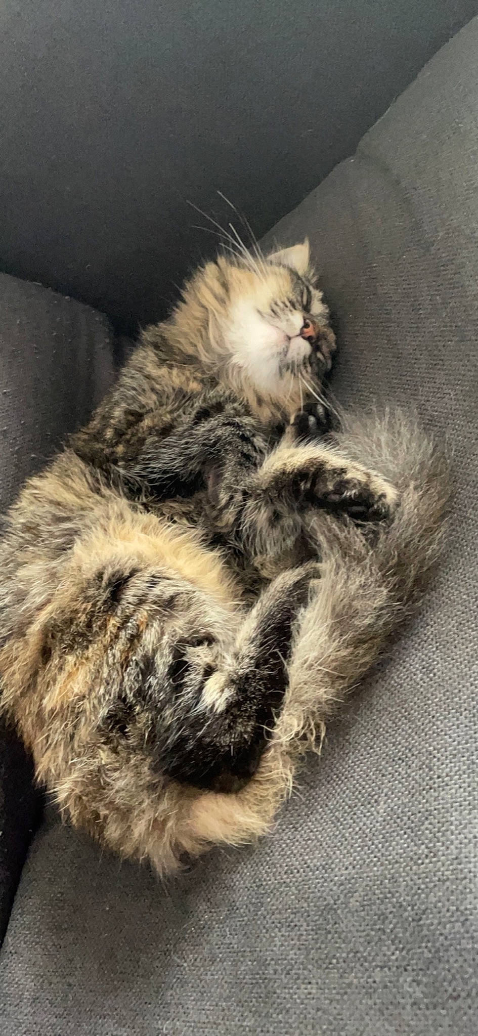 Princesse a rejoint le concours — aidez-le/la à gagner de superbes lots ! art, carnivore, cat, claw, close_up, comfort, domestic_short_haired_cat, felidae, fur, grey, nap, paw, sleep, small_to_medium_sized_cats, snout, tail, terrestrial_animal, whiskers