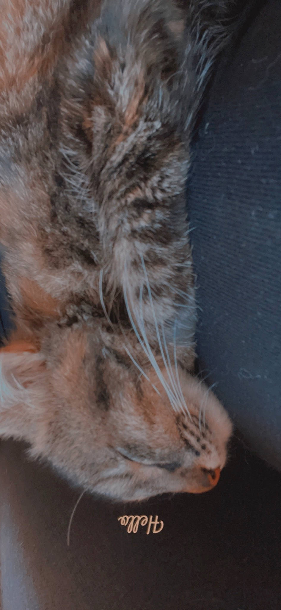 Princesse participe au concours pour gagner de l'argent avec cette photo : canidae, carnivore, cat, claw, dog_breed, domestic_short_haired_cat, fawn, felidae, foot, fur, gesture, paw, small_to_medium_sized_cats, snout, tail, terrestrial_animal, whiskers, wildlife