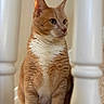 cat, orange_cat, white_fur, sitting, staircase, carpet, banister, indoor, pet, feline, portrait, side_view, whiskers, ears, alert, domestic_animal, curious, house, animal, fur