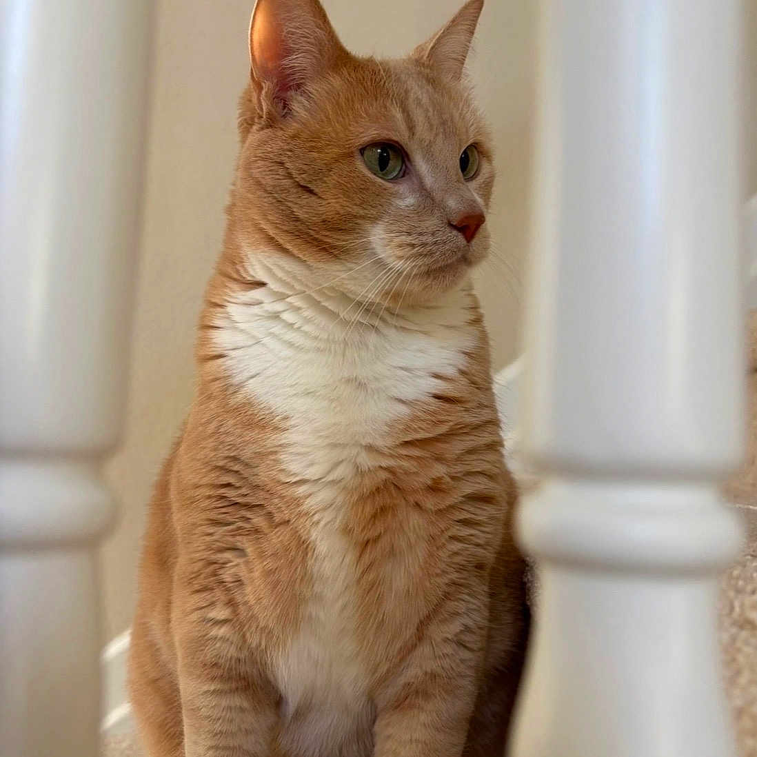 Frankie is registered to the contest to win money with this photo: cat, orange_cat, white_fur, sitting, staircase, carpet, banister, indoor, pet, feline, portrait, side_view, whiskers, ears, alert, domestic_animal, curious, house, animal, fur