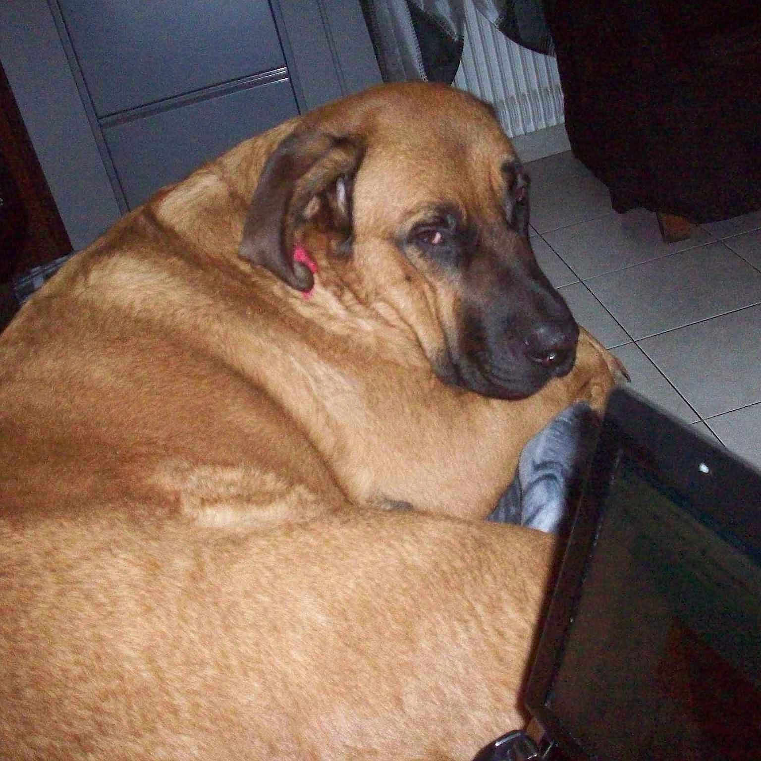 Cannelle