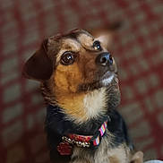 Molly is registered to the contest to win money with this photo: dog, pet, collar, tag, fur, brown, black, animal, portrait, indoor, closeup, cute, attentive, ears, eyes, whiskers, nose, background, blur, checkered