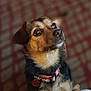 dog, pet, collar, tag, fur, brown, black, animal, portrait, indoor, closeup, cute, attentive, ears, eyes, whiskers, nose, background, blur, checkered