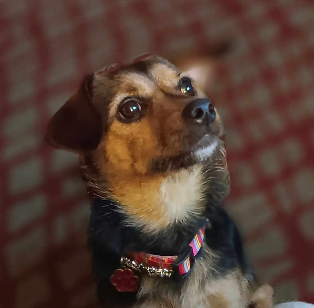 Molly is registered to the contest to win money with this photo: dog, pet, collar, tag, fur, brown, black, animal, portrait, indoor, closeup, cute, attentive, ears, eyes, whiskers, nose, background, blur, checkered