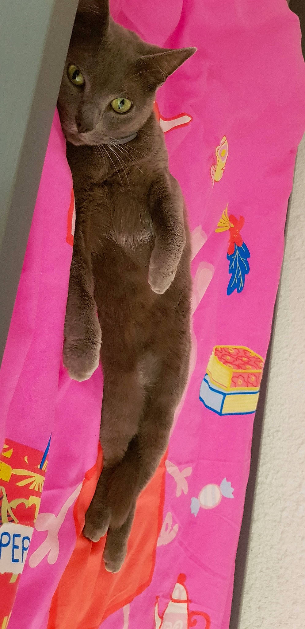 Princesse a rejoint le concours — aidez-le/la à gagner de superbes lots ! british_shorthair, burmese, carnivore, cat, chartreux, domestic_short_haired_cat, felidae, german_rex, havana_brown, korat, pink, russian_blue, scottish_fold, small_to_medium_sized_cats, tail, whiskers