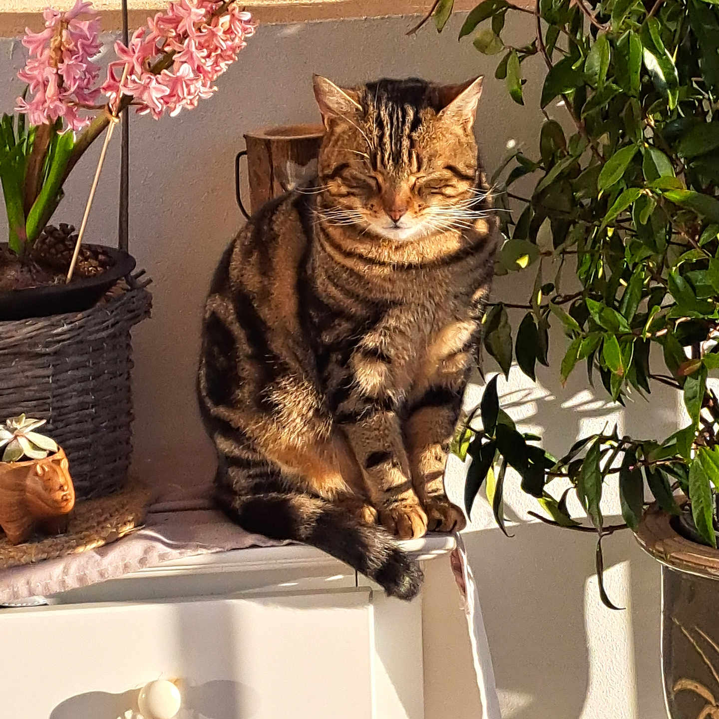 Filou participe au concours pour gagner de l'argent avec cette photo : animal, architecture, cat, face, flower, flowerarrangement, flowerbouquet, head, ikebana, jar, leaf, manx, person, pet, petal, plant, planter, pottedplant, pottery, vase