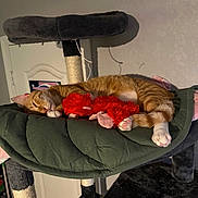 Milo joined the competition — help win amazing prizes! cat, orange_tabby, sleeping, cat_tree, plush_toy, indoor, pet, paw, whiskers, nap, cozy, cushion, furniture, door, blanket, soft_toy, paws, fur, bed, relaxing