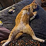 cat, ginger_cat, pet, sleeping, belly_up, stretched_out, paws, whiskers, remote_control, blanket, quilt, bed, floral_pattern, indoor, living_room, air_purifier, hardwood_floor, chair, cozy, relaxed