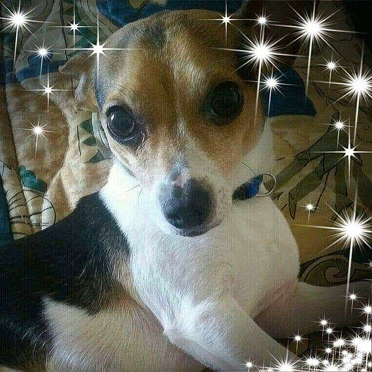 Rico is registered to the contest to win money with this photo: ancient_dog_breeds, art, canidae, carnivore, companion_dog, dog, dog_breed, event, fawn, fur, irishjacks, paw, plant, snout, sporting_group, terrestrial_animal, terrier, toy_dog, whiskers, working_animal