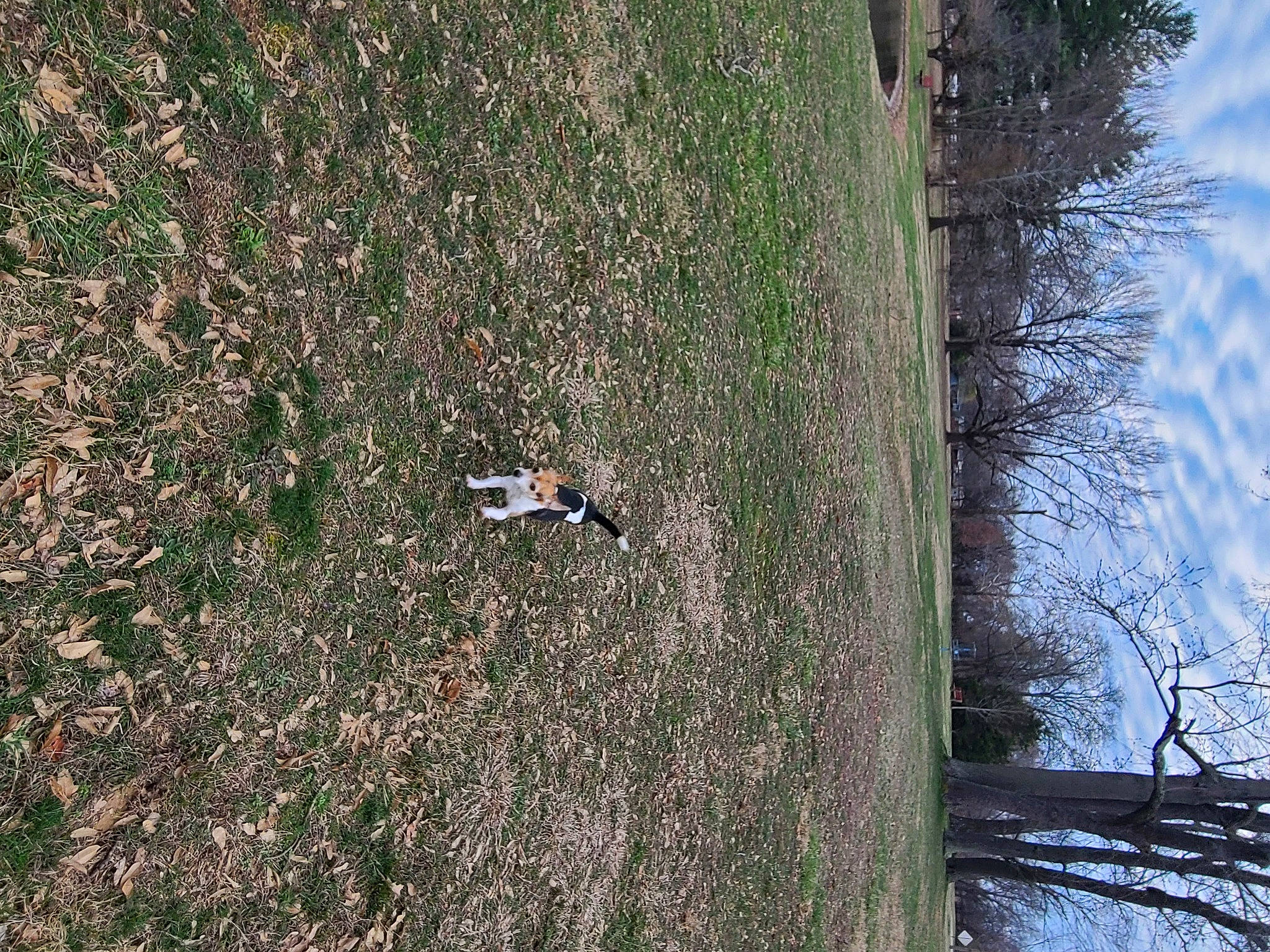 Rico is registered to the contest to win money with this photo: adventure, biome, forest, grass, groundcover, landscape, plant, recreation, shadow, shrub, sky, slope, soil, temperate_broadleaf_and_mixed_forest, tree, trunk, twig, vegetation, wildlife, wood