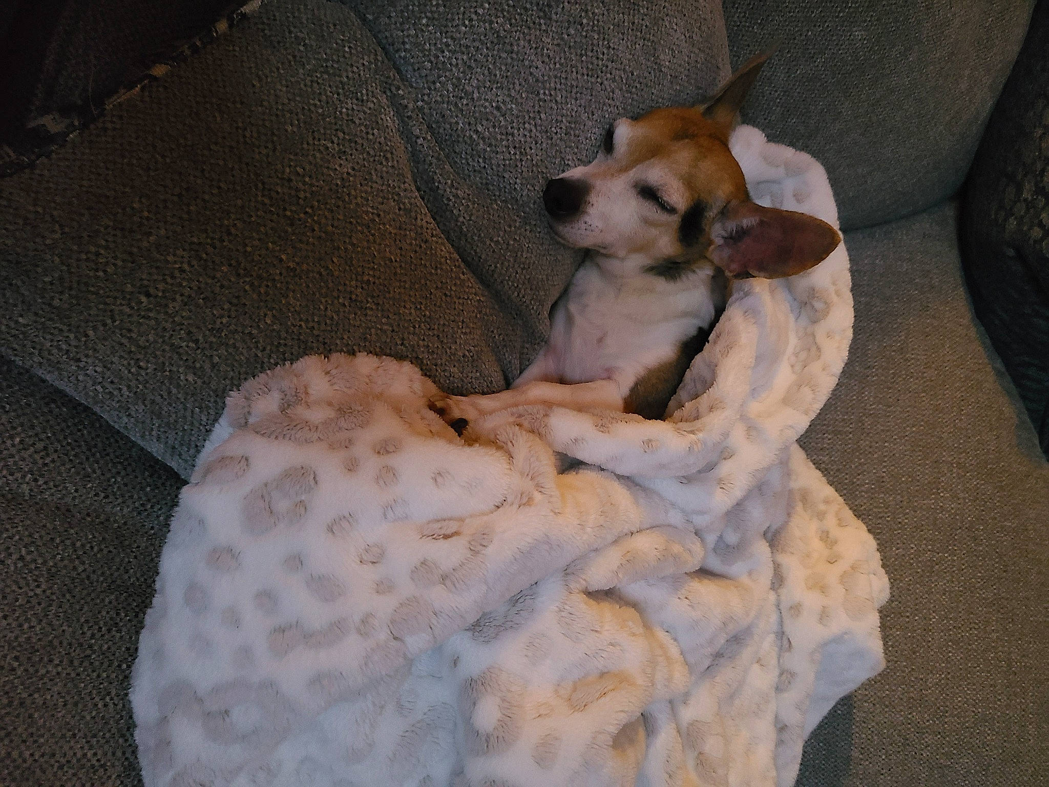 Rico joined the competition — help win amazing prizes! carnivore, comfort, companion_dog, couch, dog, dog_breed, dog_supply, fawn, felidae, fur, linens, paw, pet_supply, small_to_medium_sized_cats, snout, sporting_group, tail, toy_dog, whiskers, wood