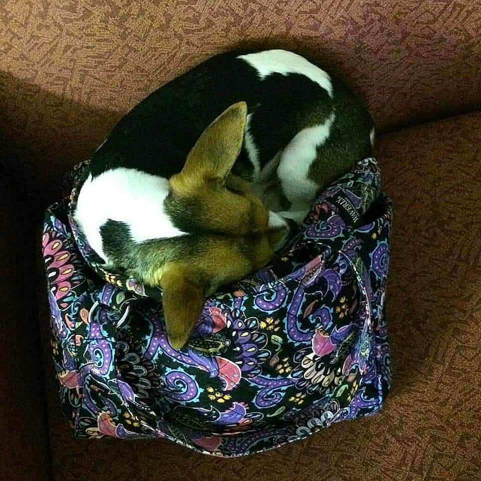 Rico is registered to the contest to win money with this photo: canidae, carnivore, comfort, companion_dog, dog, dog_bed, dog_breed, dog_supply, fashion_accessory, fawn, felidae, fur, grass, linens, snout, tail, terrestrial_animal, toy_dog, whiskers, working_animal