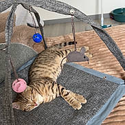 Muffin participe au concours pour gagner de l'argent avec cette photo : cat, kitten, tabby, sleeping, napping, cat_bed, toy, hanging_toy, mouse_toy, ball, stripes, paws, blanket, cushion, indoor, cozy, floor, mop, water_bowl, fabric