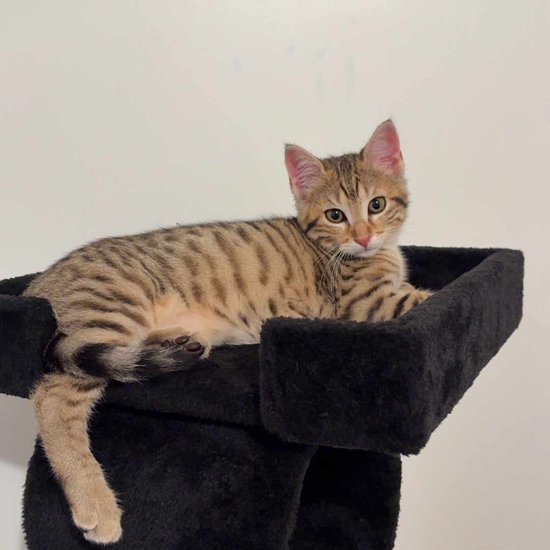 Muffin a rejoint le concours — aidez-le/la à gagner de superbes lots ! animal, bedding, cat, cat_tree, cozy, ears, eyes, feline, fur, furniture, indoor, kitten, paw, pet, portrait, relaxed, tabby_cat, tail, wall, whiskers