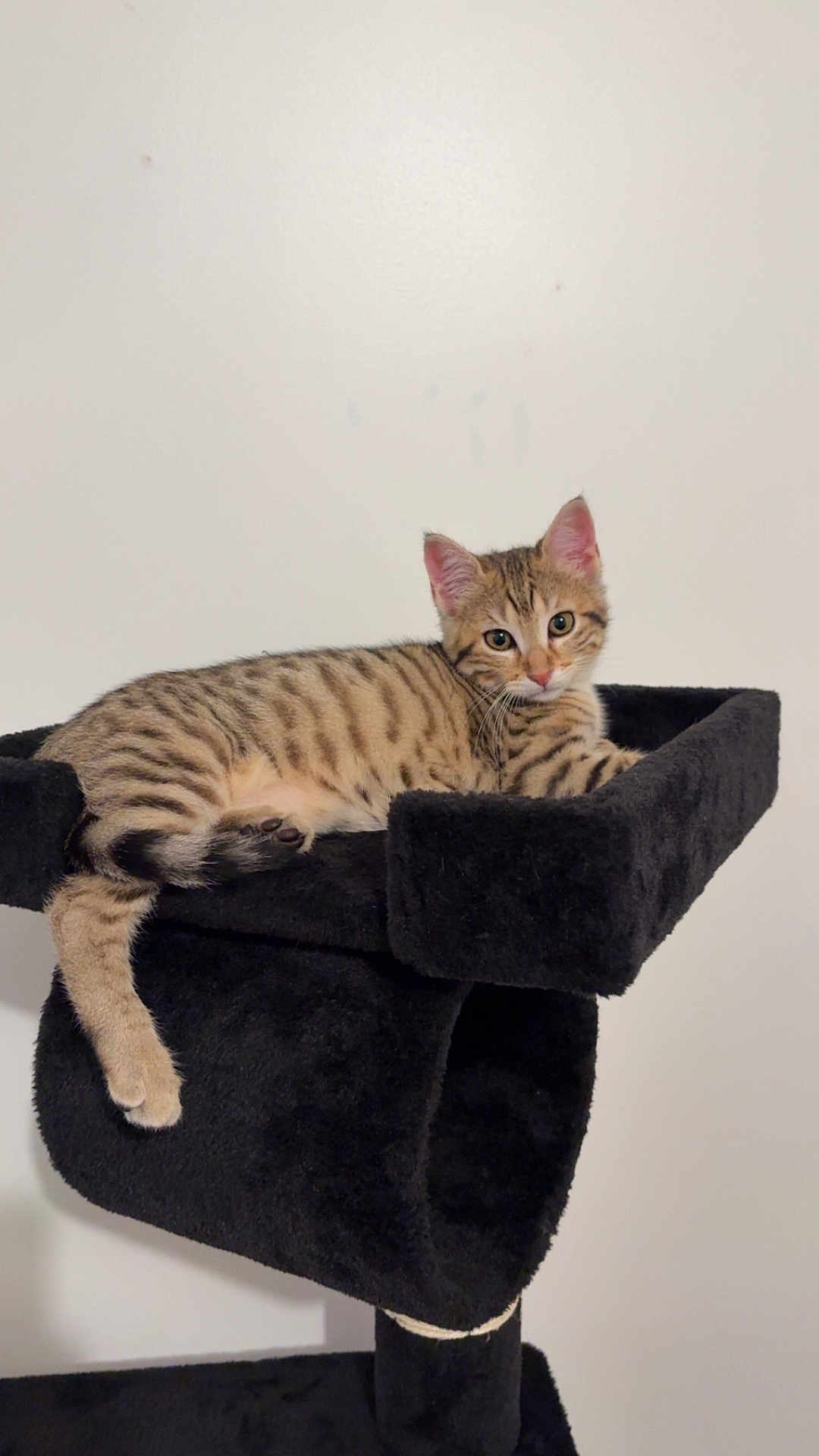 Muffin a rejoint le concours — aidez-le/la à gagner de superbes lots ! cat, kitten, tabby_cat, pet, animal, feline, whiskers, eyes, ears, paw, tail, cat_tree, furniture, indoor, wall, relaxed, portrait, bedding, cozy, fur