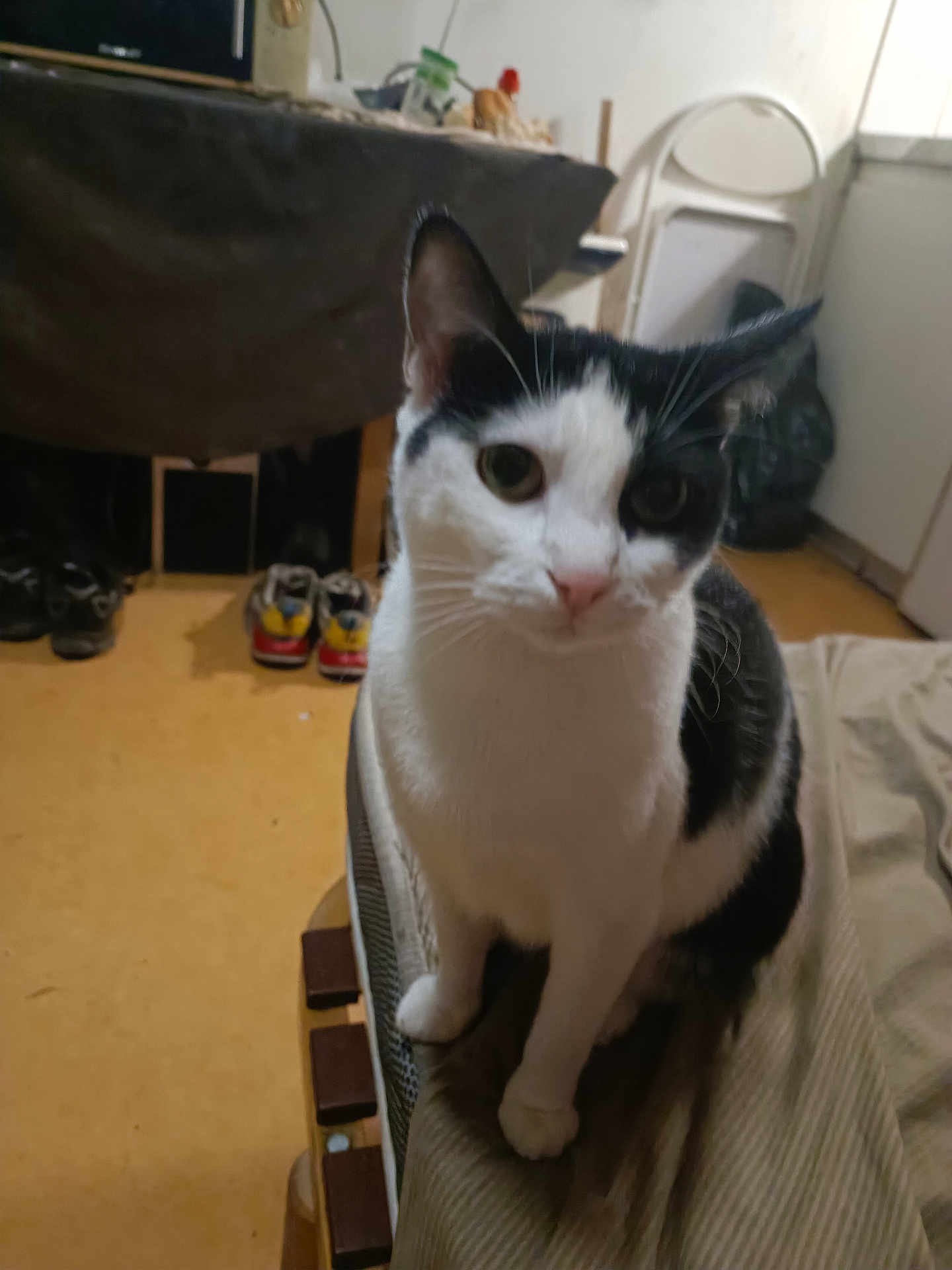 Nénette participe au concours pour gagner de l'argent avec cette photo : cat, black_and_white, indoor, bed, furniture, curious, pet, animal, floor, shoes, household, domestic, mammal, looking, whiskers, ears, paws, sitting, close_up, domestic_life