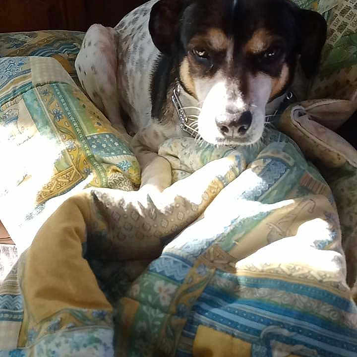 Fifi