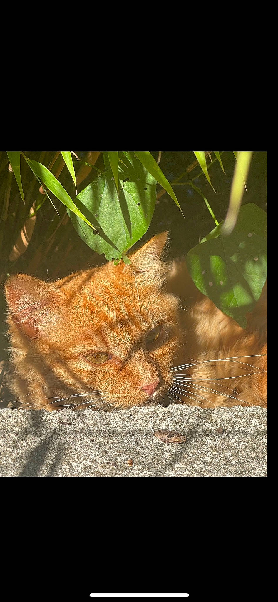 Rouki participe au concours pour gagner de l'argent avec cette photo : adaptation, carnivore, cat, domestic_short_haired_cat, fawn, felidae, fur, grass, organism, plant, small_to_medium_sized_cats, snout, soil, tail, terrestrial_animal, terrestrial_plant, tints_and_shades, trunk, whiskers, wood