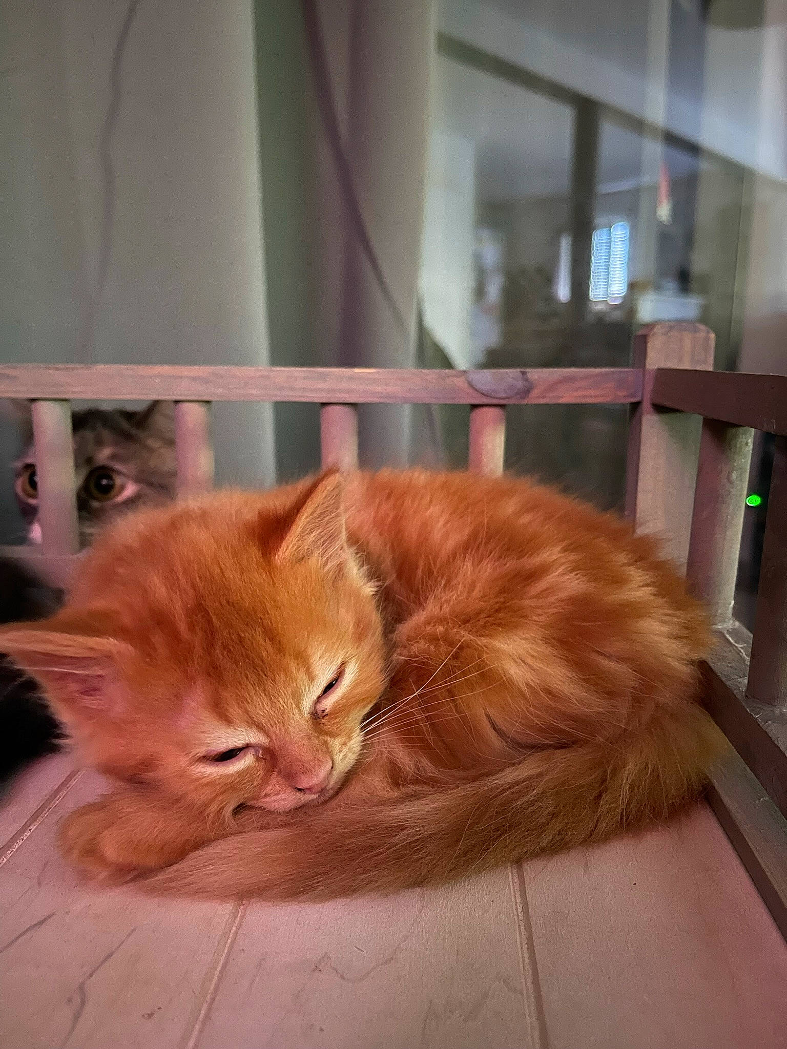 Rouki participe au concours pour gagner de l'argent avec cette photo : carnivore, cat, claw, comfort, domestic_short_haired_cat, fawn, felidae, floor, flooring, fur, hardwood, paw, plant, small_to_medium_sized_cats, snout, tail, terrestrial_animal, whiskers, window, wood