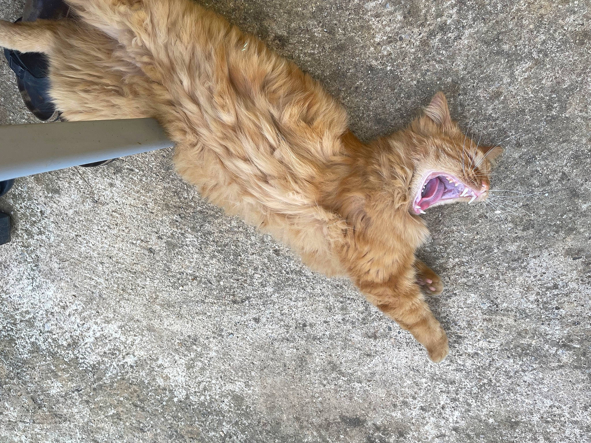 Rouki participe au concours pour gagner de l'argent avec cette photo : art, asphalt, canidae, carnivore, cat, cat_toy, claw, dog_breed, domestic_short_haired_cat, fawn, felidae, fur, paw, road_surface, small_to_medium_sized_cats, soil, sporting_group, tail, terrestrial_animal, whiskers