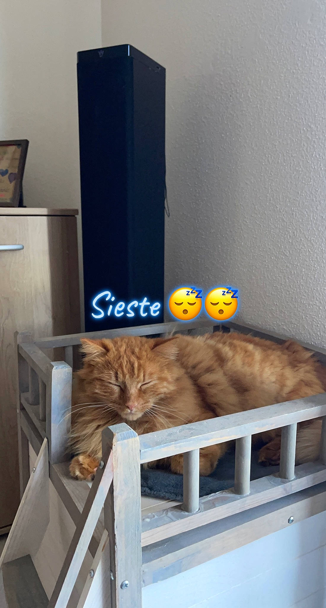 Rouki participe au concours pour gagner de l'argent avec cette photo : audio_equipment, carnivore, cat, comfort, domestic_short_haired_cat, fawn, felidae, fur, hardwood, hat, mammal, plant, room, shelf, small_to_medium_sized_cats, tail, television, vertebrate, whiskers, wood