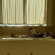 .bo joined the competition — help win amazing prizes! basket, bathroom, bathtub, cat, ceramic, countertop, curious, curtains, decor, domestic_animal, feline, home, indoor, kitten, light, natural_light, pet, shadow, toiletries, window