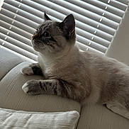 .bo joined the competition — help win amazing prizes! cat, feline, pet, indoor, couch, white, window_blinds, relaxed, fur, paws, animal, side_view, cozy, soft_light, texture, home, domestic, resting, looking, curious