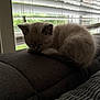 .bo is registered to the contest to win money with this photo: kitten, cat, sleeping, couch, indoor, window, blinds, furniture, pet, resting, cozy, soft_light, fur, domestic_animal, animal, small_pet, relaxing, home, curled_up, quiet