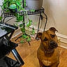 animal, brown_dog, collar, corner, curious, dog, domestic, floor, furniture, green_leaves, houseplant, indoor, leafy_plant, metal_stand, pet, plant, potted_plant, sitting, wall, wooden_floor