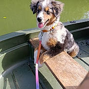 Suky a rejoint le concours — aidez-le/la à gagner de superbes lots ! puppy, dog, boat, water, leash, wood, outdoor, sunlight, happy, tongue_out, fluffy, animal, pet, nature, summer, green, canine, playful, young_dog, adorable
