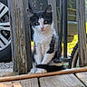 Onyx joined the competition — help win amazing prizes! kitten, cat, black_and_white, wooden_posts, porch, tire, car, bicycle, outdoor, pet, animal, fur, whiskers, curious, sitting, nature, daylight, closeup, young, cute