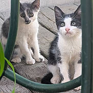 Onyx is registered to the contest to win money with this photo: kitten, cat, animal, pet, feline, curious, outdoor, wood, fence, black_and_white, grey_and_white, young, cute, whiskers, ears, eyes, sitting, playful, nature, portrait