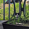 Onyx joined the competition — help win amazing prizes! cat, black_and_white, outdoor, garden, plant, metal_table, grass, greenery, nature, curious, animal, pet, feline, wooden_floor, planter, daylight, peaceful, hidden, stealth, backyard