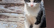 Onyx joined the competition — help win amazing prizes! kitten, cat, black_and_white, outdoor, wooden_deck, plant_pot, pet, animal, sitting, curious, young_cat, feline, whiskers, ears, paws, nature, sunlight, close_up, small_animal, domestic_cat