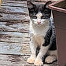 kitten, cat, black_and_white, outdoor, wooden_deck, plant_pot, pet, animal, sitting, curious, young_cat, feline, whiskers, ears, paws, nature, sunlight, close_up, small_animal, domestic_cat