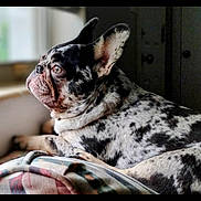 Benicio is registered to the contest to win money with this photo: animal, blurred_background, calm, canine, close_up, companion, cozy, dog, domestic, ears, french_bulldog, fur, indoor, looking_out, pet, portrait, resting, side_view, spotted_coat, window