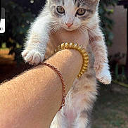 Kitty participe au concours pour gagner de l'argent avec cette photo : kitten, cat, animal, pet, fur, whiskers, paw, person, arm, bracelet, jewelry, outdoor, nature, greenery, sunlight, blurred_background, cute, young, small, holding