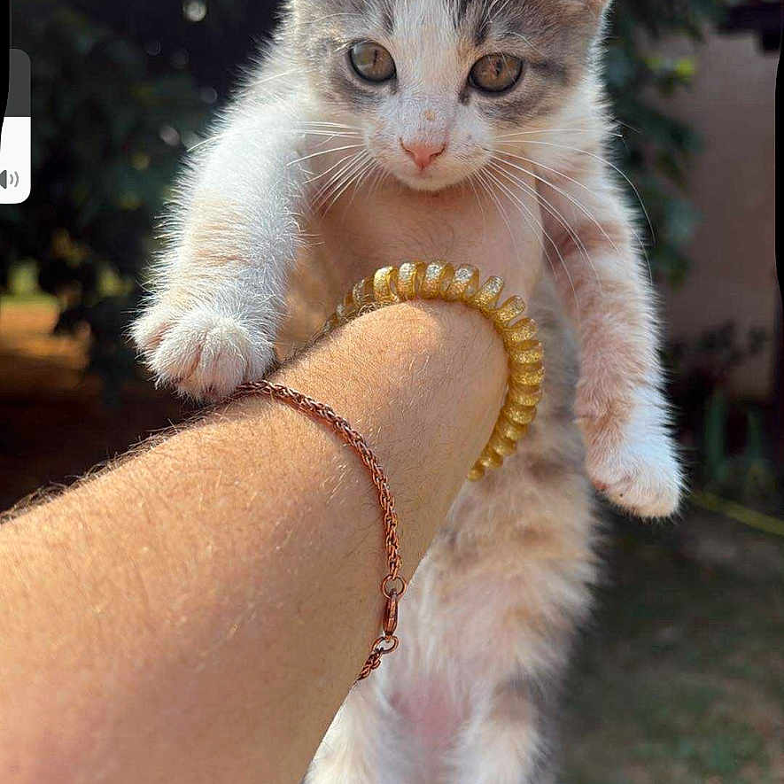 Kitty participe au concours pour gagner de l'argent avec cette photo : animal, arm, blurred_background, bracelet, cat, cute, fur, greenery, holding, jewelry, kitten, nature, outdoor, paw, person, pet, small, sunlight, whiskers, young