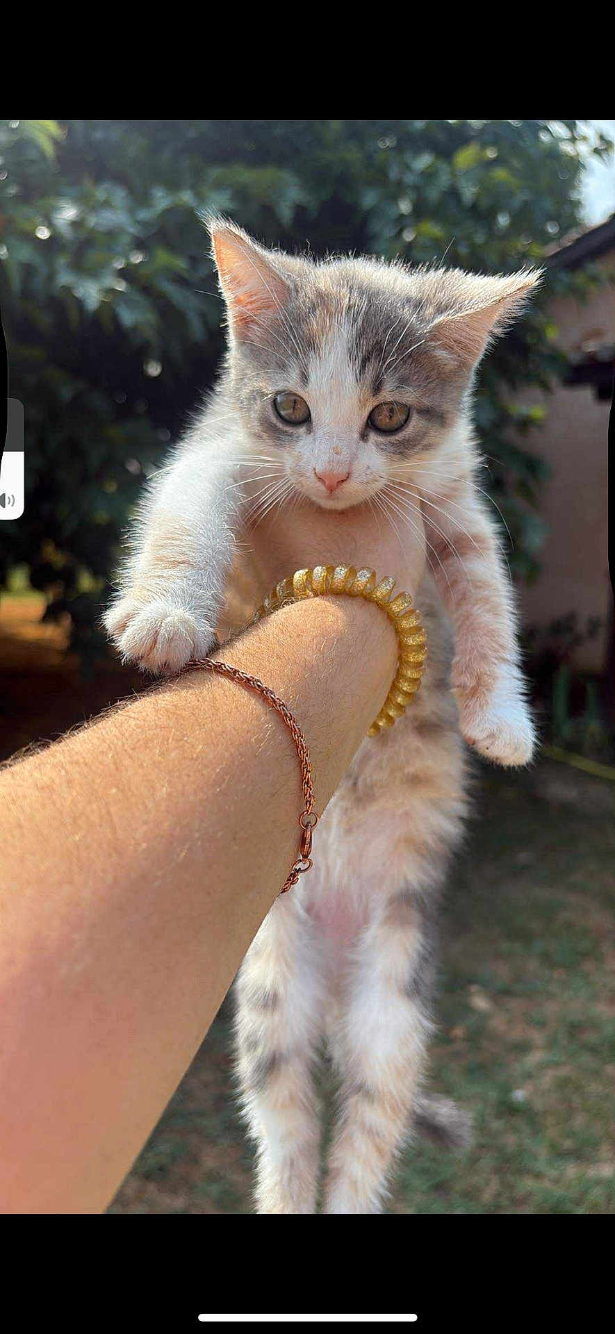 Kitty participe au concours pour gagner de l'argent avec cette photo : kitten, cat, animal, pet, fur, whiskers, paw, person, arm, bracelet, jewelry, outdoor, nature, greenery, sunlight, blurred_background, cute, young, small, holding
