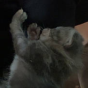 Ange a rejoint le concours — aidez-le/la à gagner de superbes lots ! cat, feline, paw, gray, tabby, stretching, pet, animal, fur, whiskers, indoor, closeup, claw, sleepy, cute, domestic, mammal, soft, resting, dark_background