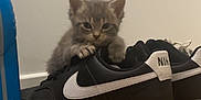 Ange a rejoint le concours — aidez-le/la à gagner de superbes lots ! kitten, cat, shoe, nike, black_shoe, gray_cat, indoor, floor, curious, pet, animal, small, cute, claw, footwear, side_view, wood_floor, domestic, playful, young