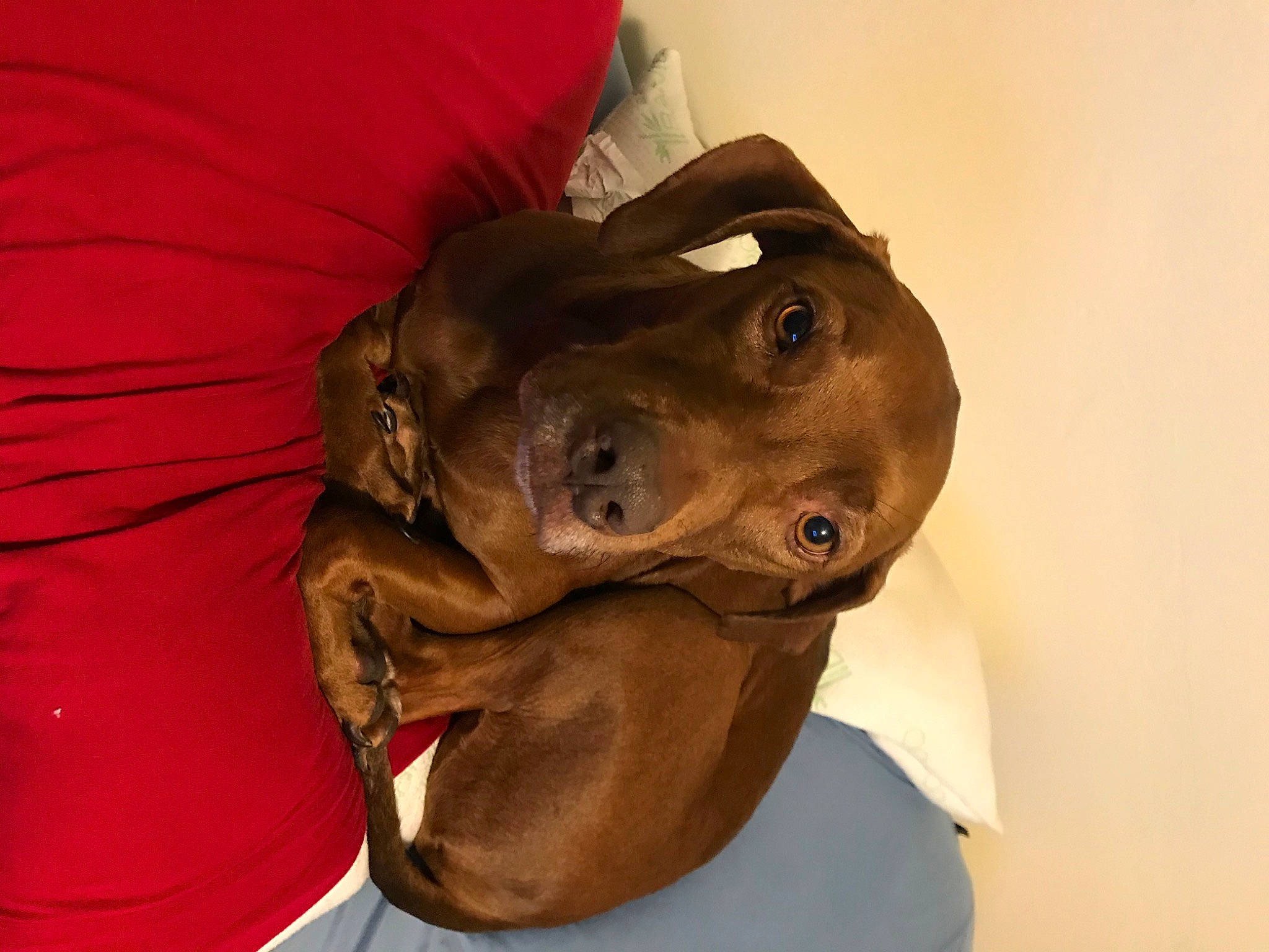 Zeke joined the competition — help win amazing prizes! canidae, carnivore, collar, comfort, companion_dog, dog, dog_breed, ear, fashion_accessory, fawn, hat, jaw, liver, non_sporting_group, personal_protective_equipment, pet_supply, snout, sporting_group, whiskers, working_animal