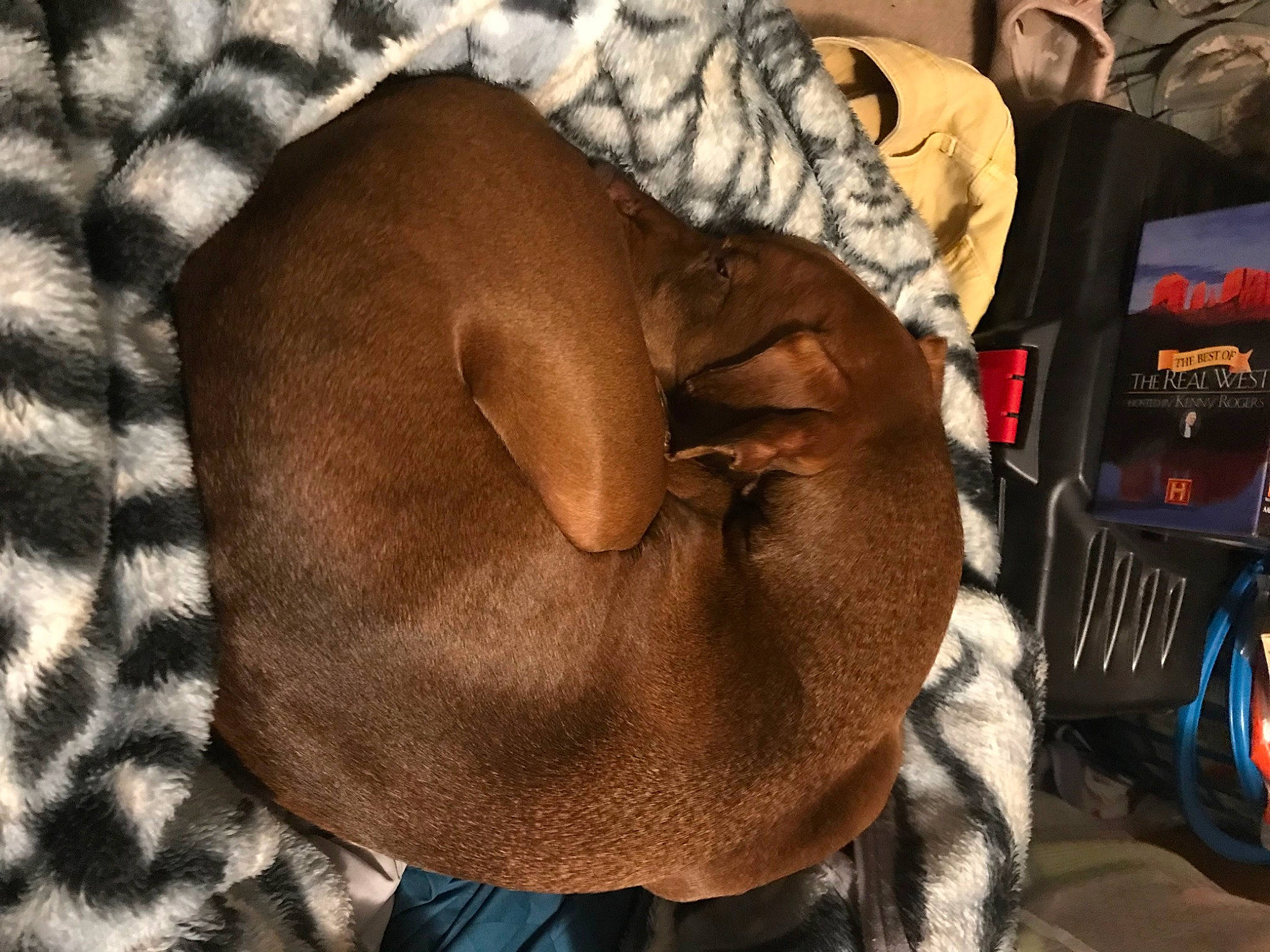 Zeke is registered to the contest to win money with this photo: bag, cap, collar, comfort, dog, dog_breed, fashion_accessory, fawn, felidae, fur, leather, linens, liver, luggage_and_bags, pattern, personal_protective_equipment, sunglasses, textile, vertebrate, wrinkle