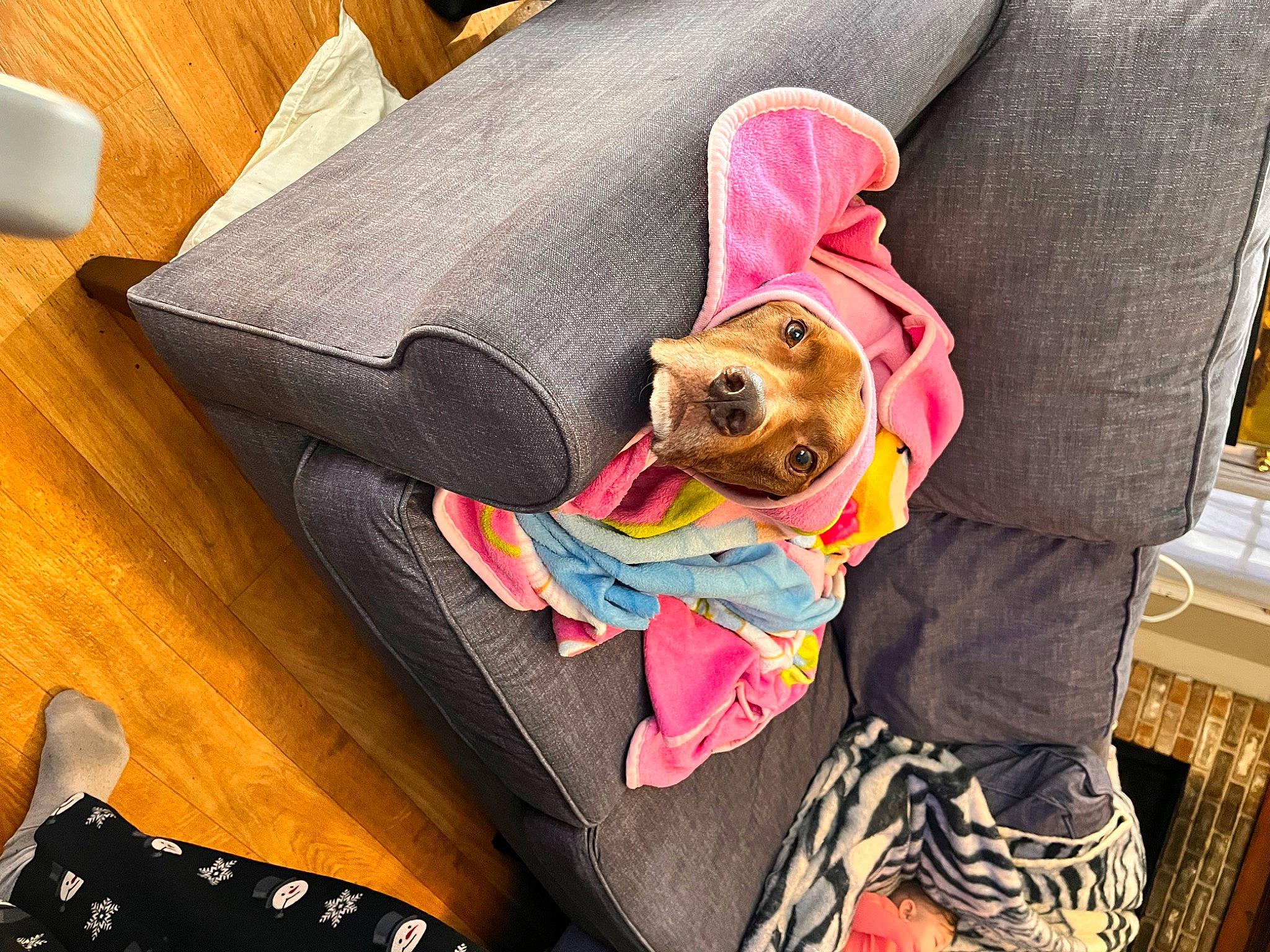 Zeke is registered to the contest to win money with this photo: bag, carnivore, comfort, companion_dog, dog, dog_breed, dog_clothes, dog_supply, eyewear, fashion_accessory, fawn, fur, goggles, hat, linens, sunglasses, toy, toy_dog, wood, working_animal